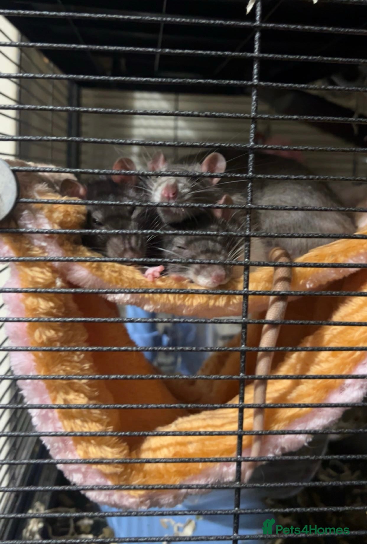 Rat rodents Luna, Hazel, Remi and Rio - Advert 1