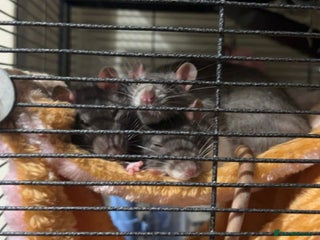 Rat rodents Luna, Hazel, Remi and Rio - Advert 1
