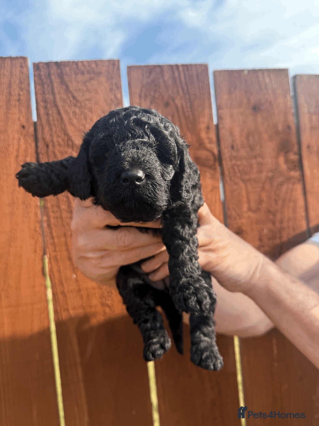 Cockapoo dogs for sale: Stunning F1B Cockapoo puppies - Image 6