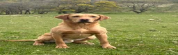 Labrador Retriever dogs for stud: Stunning Yellow Labrador at Stud - Advert 2