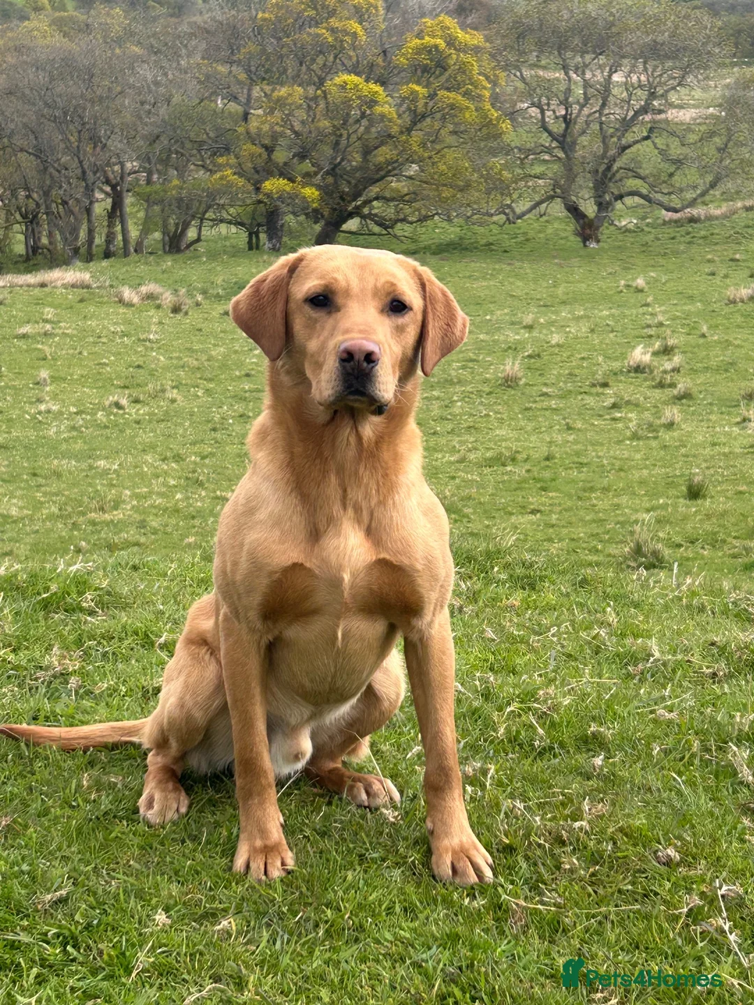 Labrador Retriever dogs for stud: Stunning Yellow Labrador at Stud - Advert 2
