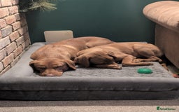 Labrador Retriever dogs for sale: Fox Red Labrador Boy 9 months old. - Image 3