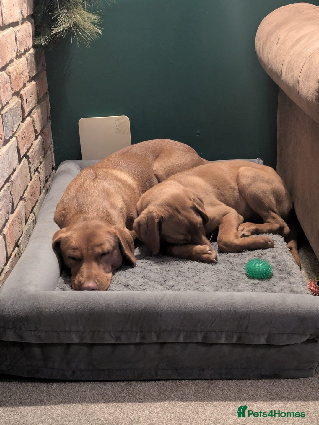 Labrador Retriever dogs for sale: Fox Red Labrador Boy 9 months old. - Image 3
