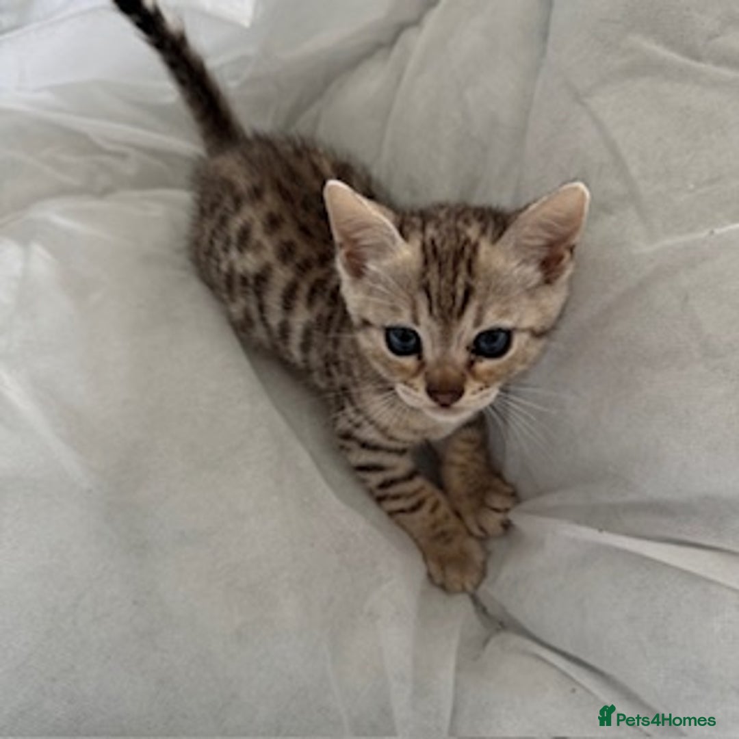 Bengal cats for sale: Gorgeous Bengal Babies - Image 32