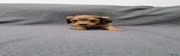 Miniature Dachshund dogs for sale: Quality KC Registered Mini Long-Haired Dachshunds  - Advert 28