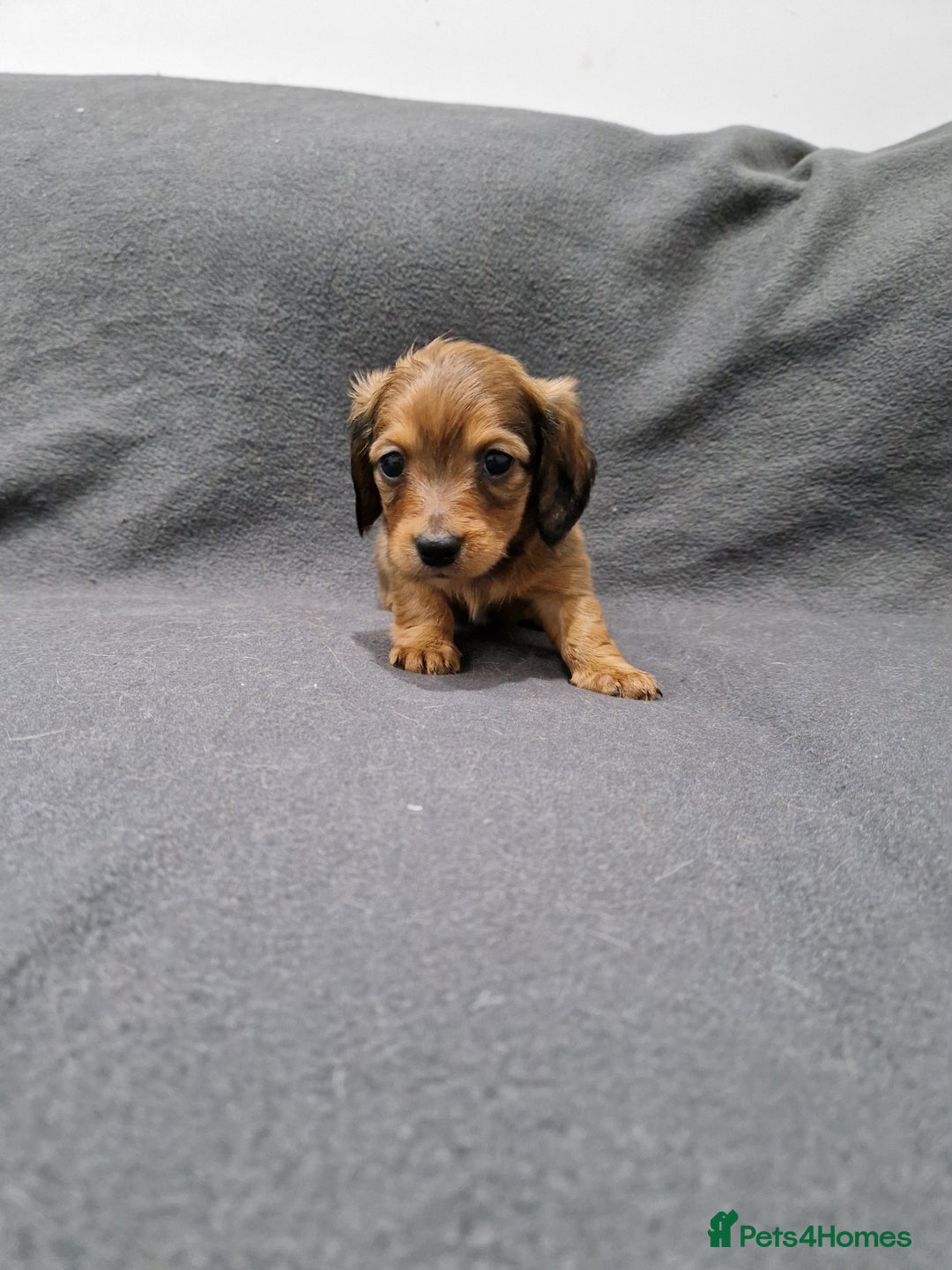 Miniature Dachshund dogs for sale: Quality KC Registered Mini Long-Haired Dachshunds  - Advert 28