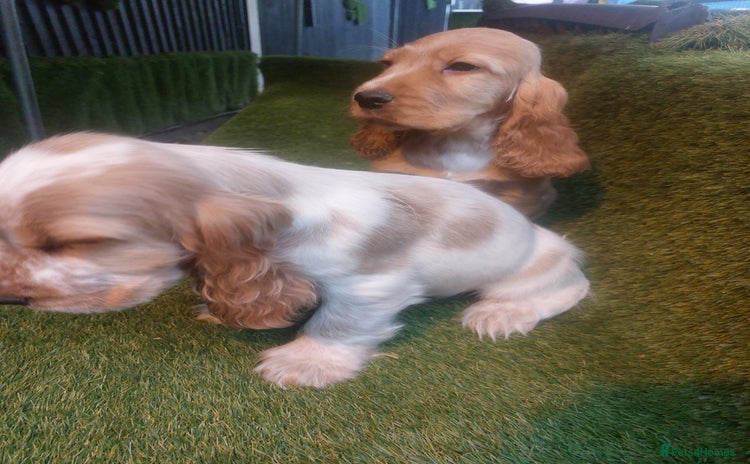 Cocker Spaniel dogs - Advert 4