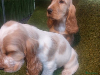 Cocker Spaniel dogs - Advert 7