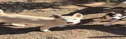 Siberian Husky dogs for sale: Siberian Husky Puppies for Sale - Advert 10