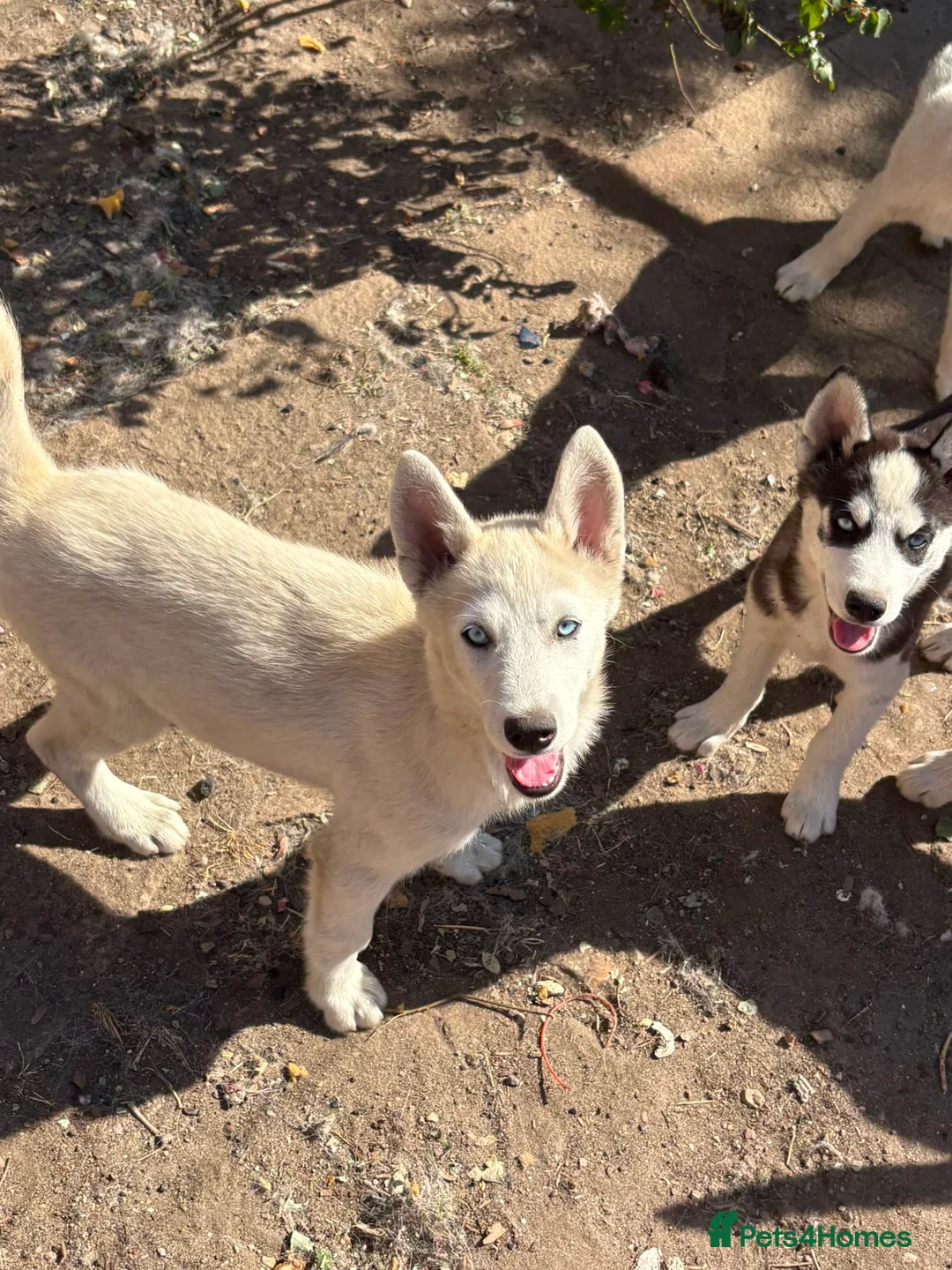 Siberian Husky dogs for sale: Siberian Husky Puppies for Sale - Advert 10