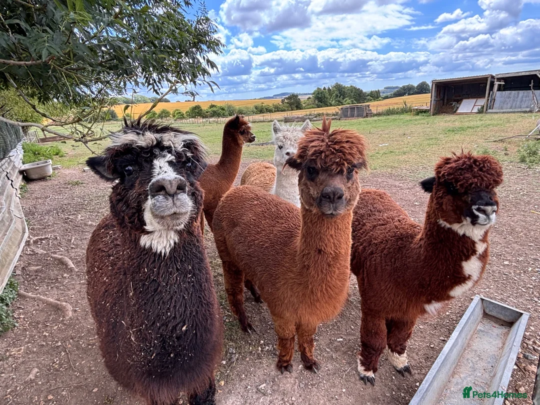 Alpaca livestock for sale: Alpacas for sale (breeding group) - Advert 2