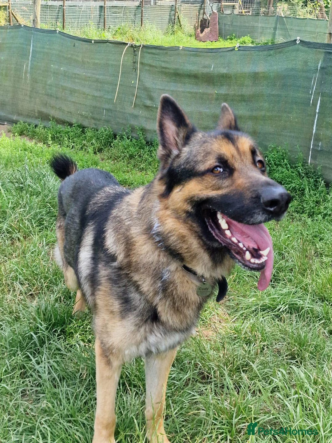 German Shepherd dogs for sale: Cody is looking for a loving home - Advert 8