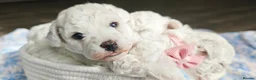 Bichon Frise dogs for sale: Sweet Bichon Frise puppies- Champion Bloodline - Advert 18
