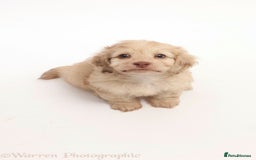Doxiepoo dogs for sale: Adorable Doxiepoo puppies  - Image 5