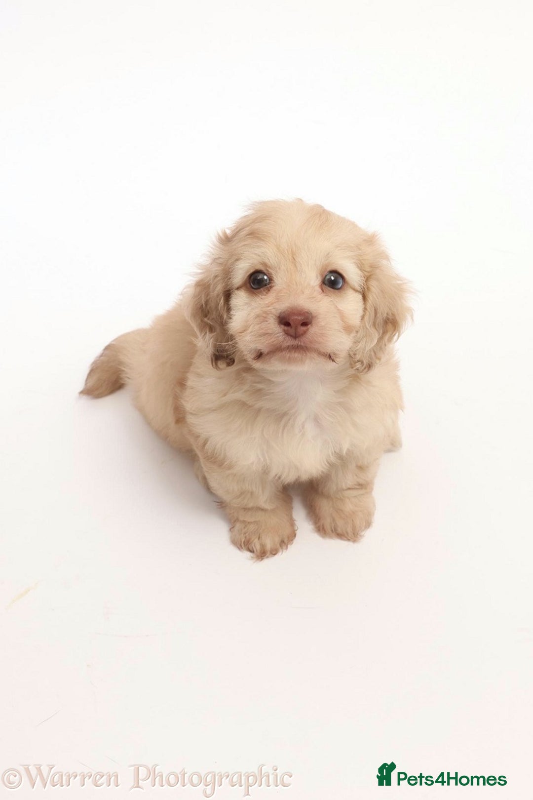 Doxiepoo dogs for sale: Adorable Doxiepoo puppies  - Image 5
