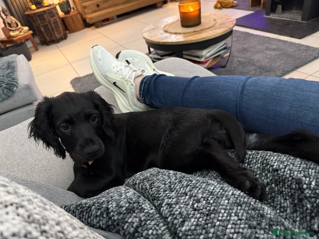 Sprocker dogs for sale: Sprocker 5 months old - Advert 6