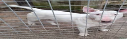 Bull Terrier dogs for sale: Bullterrier puppy  - Advert 5
