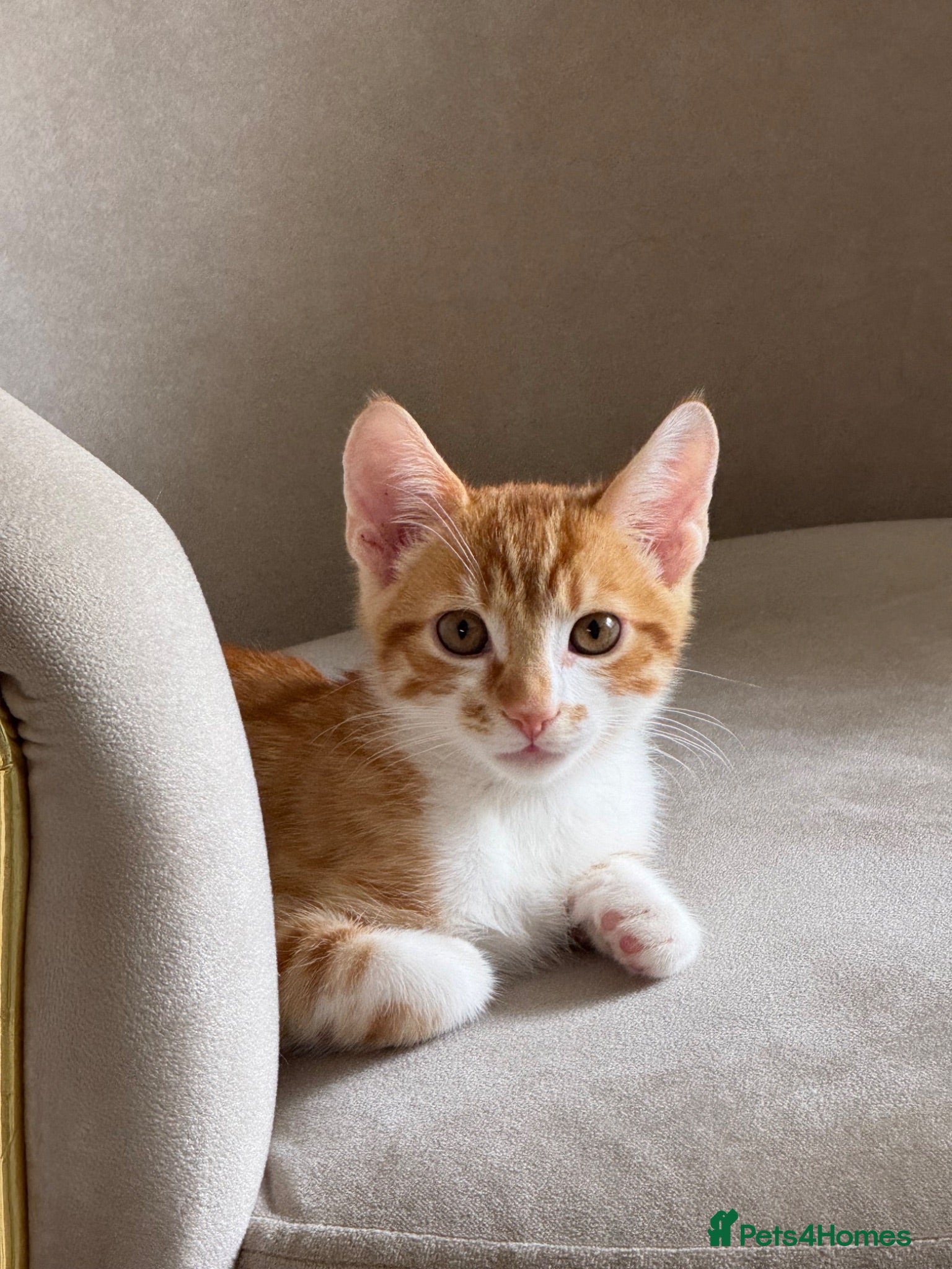 Mixed Breed cats Kitten for sale - Advert 19