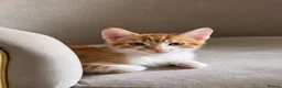 Mixed Breed cats for sale: Kitten for sale - Advert 1