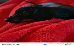 Miniature Dachshund dogs for sale: Family raised Miniature Dachshund puppies  - Image 4