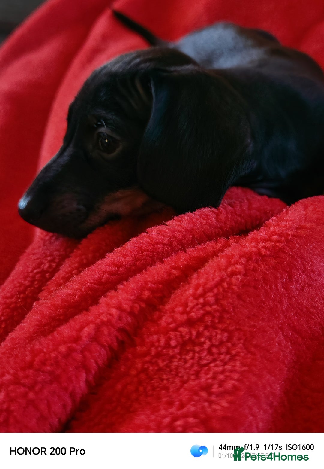 Miniature Dachshund dogs for sale: Family raised Miniature Dachshund puppies  - Image 4