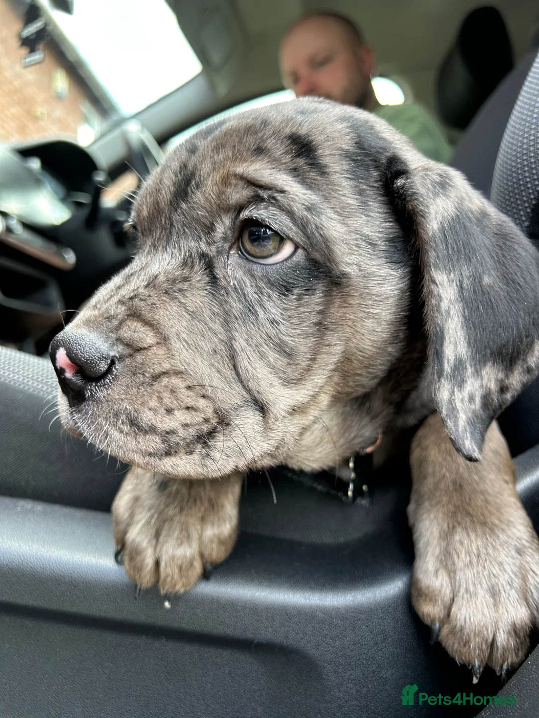 Mixed Breed dogs for sale: 4 months old Gary! in Billingham - Advert 2