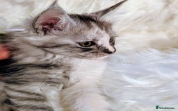 Maine Coon cats for sale: Main Coon kittens for sale  - Advert 4