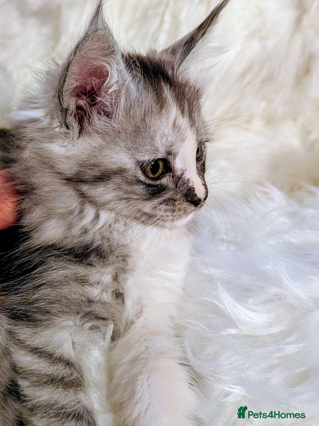 Maine Coon cats for sale: Main Coon kittens for sale  - Advert 4