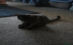 Mixed Breed cats for sale: Beautiful British Shorthair Mixed Kittens🐾 - Image 8