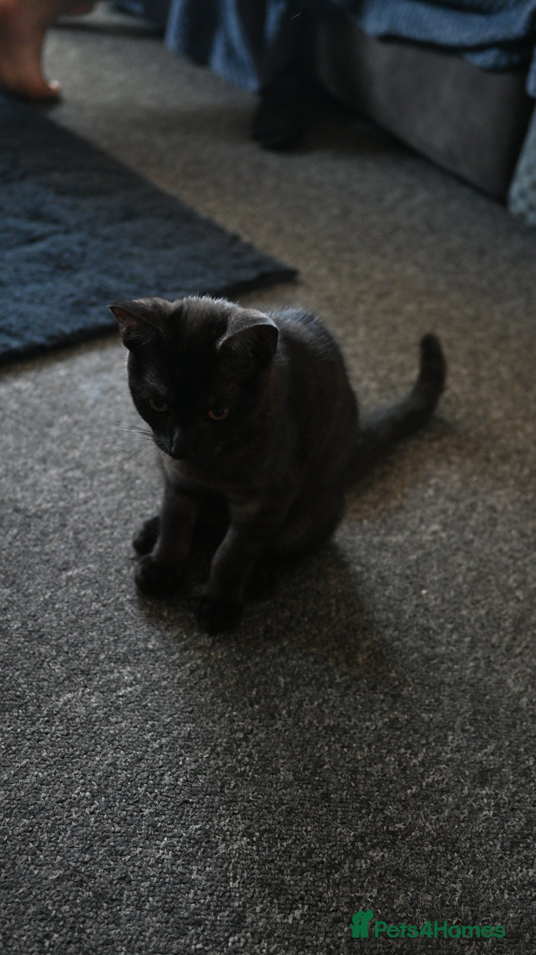 Mixed Breed cats for sale: Beautiful British Shorthair Mixed Kittens🐾 - Image 8