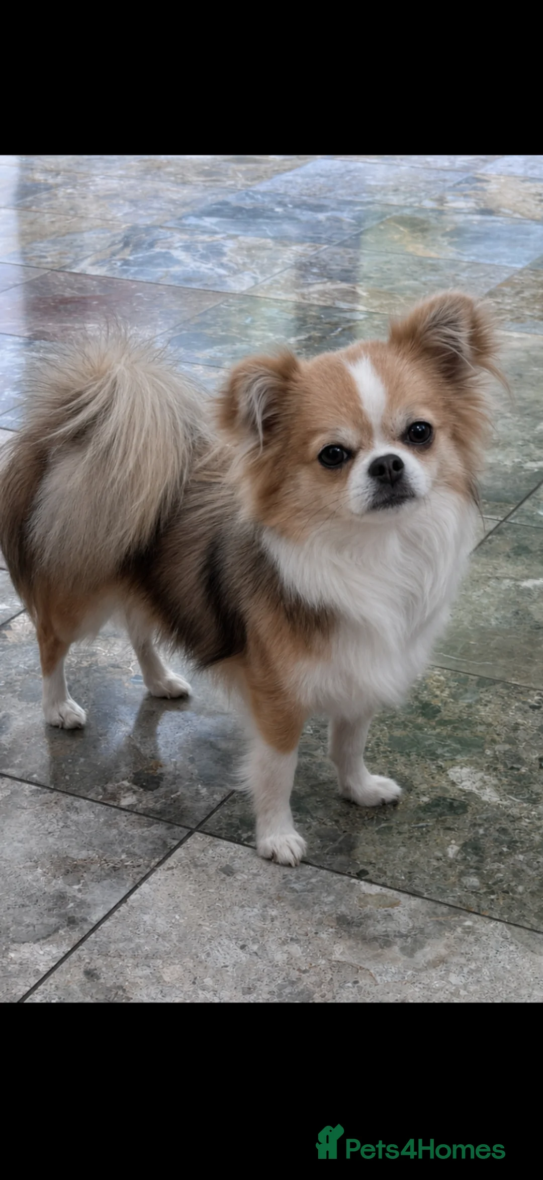Chihuahua dogs for stud: Stunning Stud- Champion bloodline  - Advert 4