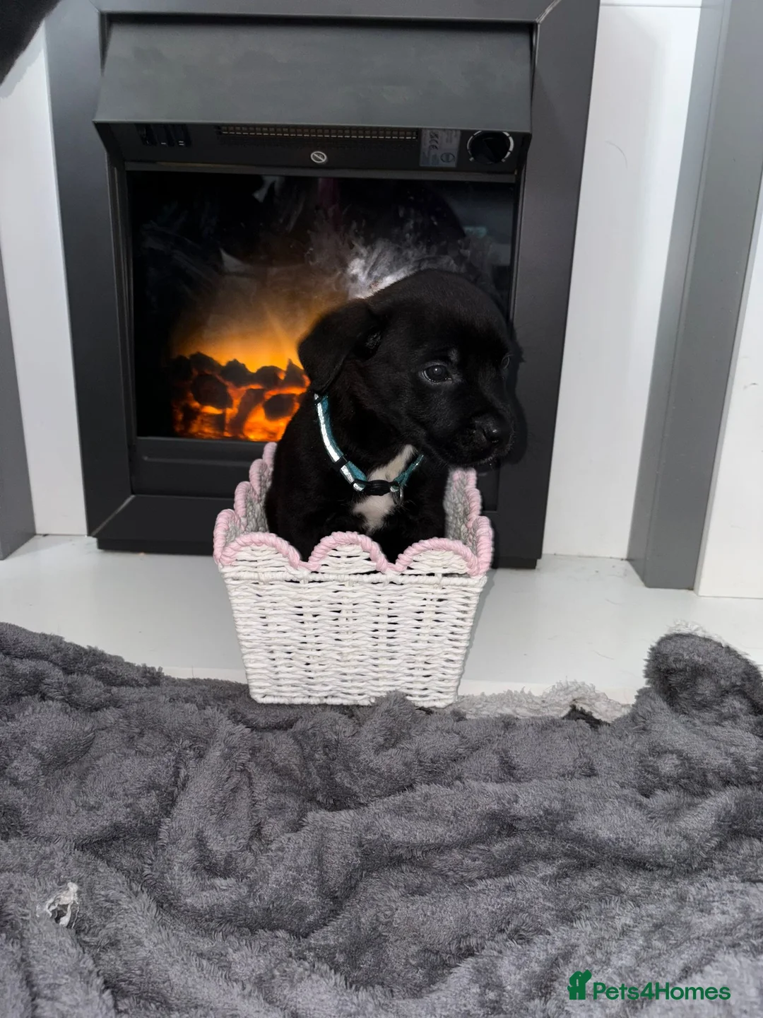 Mixed Breed dogs for sale: Rottwiler x - Advert 4