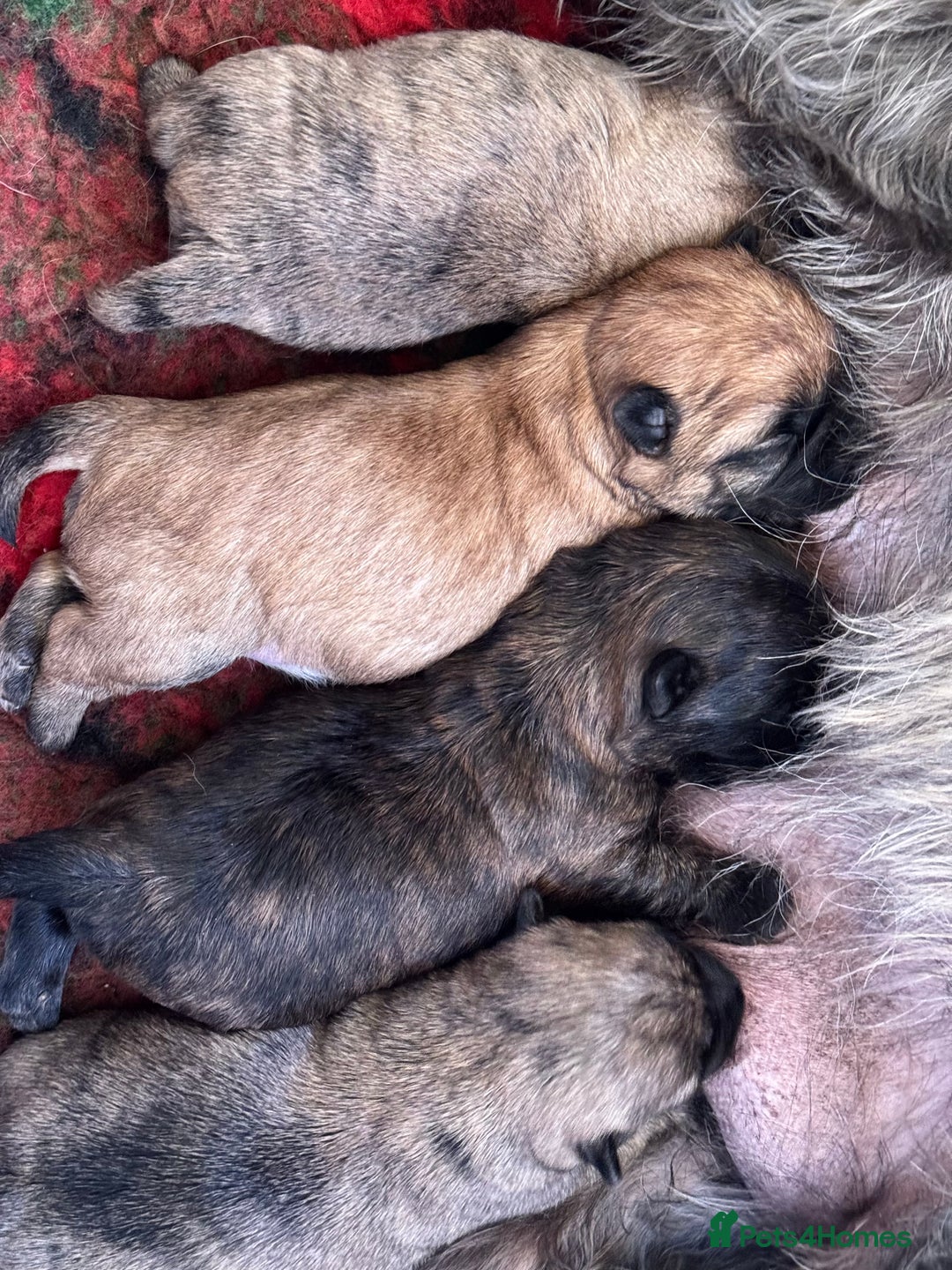 Cairn Terrier dogs for sale: KC registered Male pups off health tested parents  - Advert 8