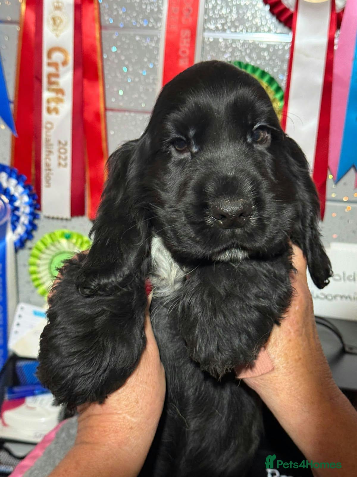 Cocker Spaniel dogs for sale: 3 PURE SHOW BLACK COCKER SPANIEL PUPPIES.  - Advert 2