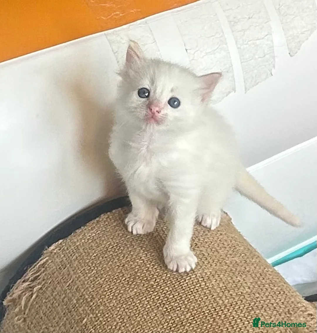 Mixed Breed cats for sale: Ragdoll x Tabbie kittens - Advert 13