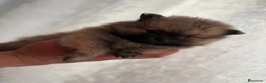 Pomeranian 3