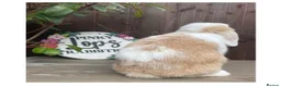 Mini Lop rabbits for sale: Beautiful mini lops - Advert 3