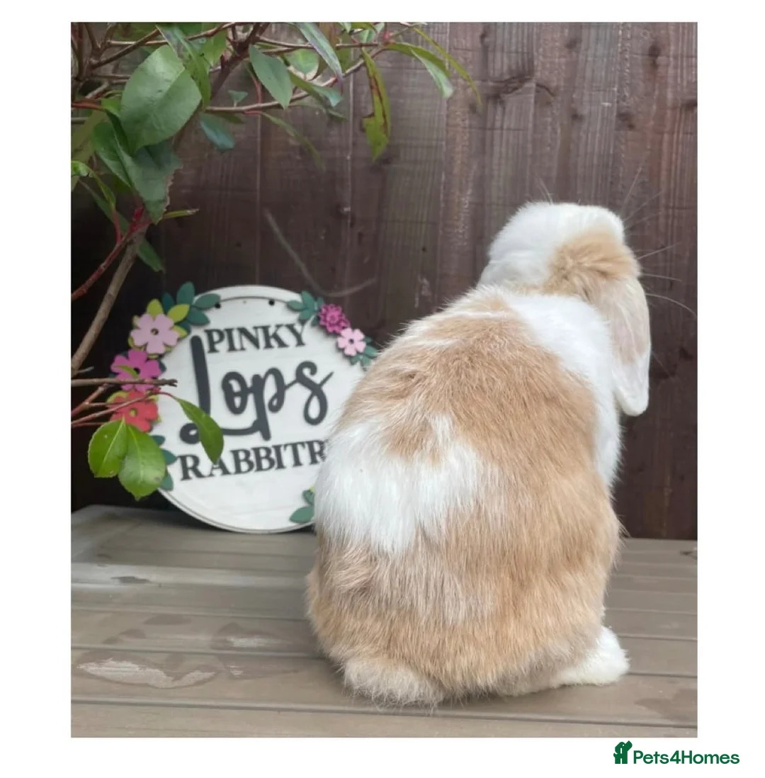 Mini Lop rabbits for sale: Beautiful mini lops - Advert 3
