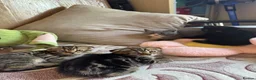 Scottish Fold cats for sale: Beautiful scotish fold  - Advert 11