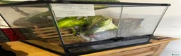 Gecko reptiles for sale: Crested Gecko in Colchester - Advert 6