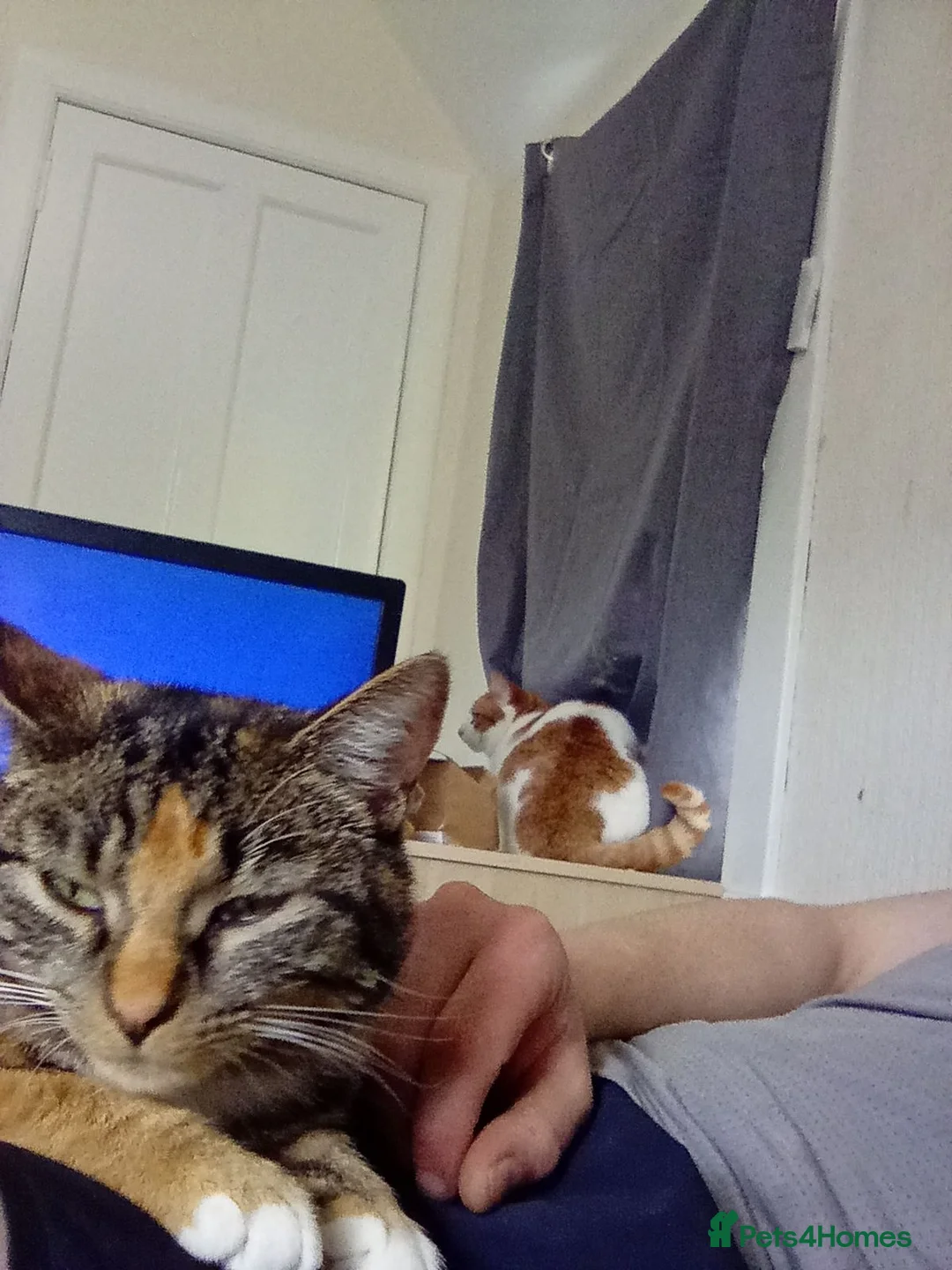 Mixed Breed cats for sale: Make and female kitten in Forfar - Advert 3