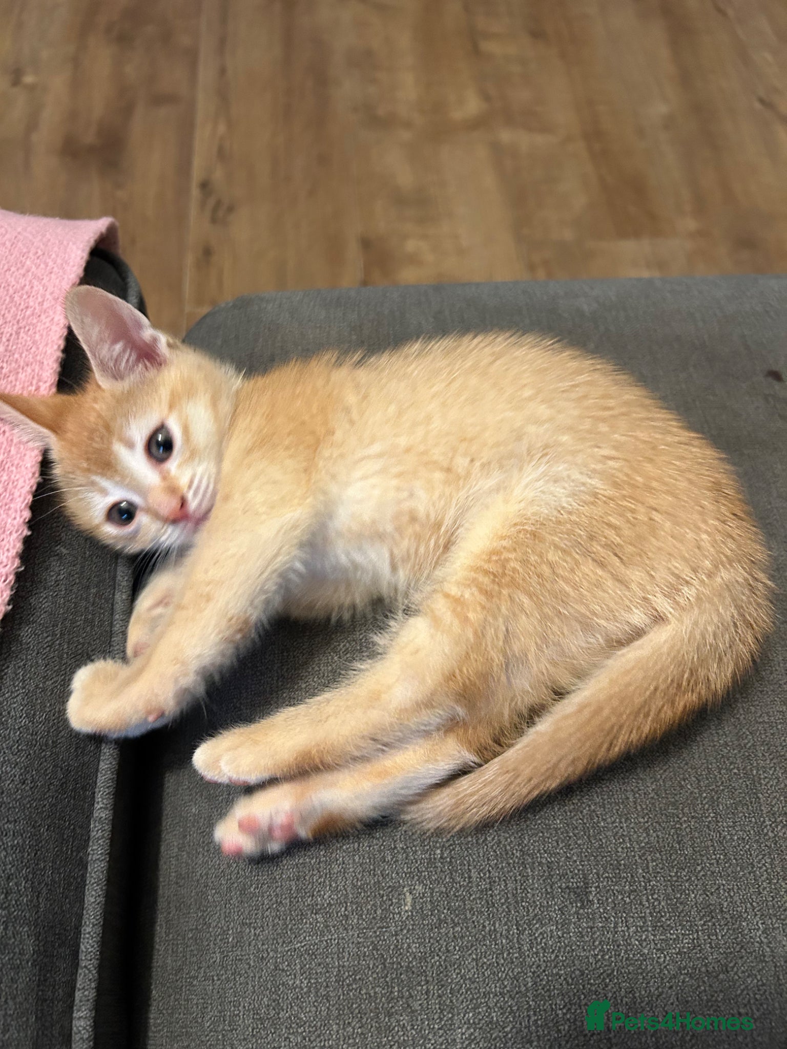 Mixed Breed cats for sale: 🚨GORGEOUS KITTENS READY TO LEAVE 🚨 - Advert 20