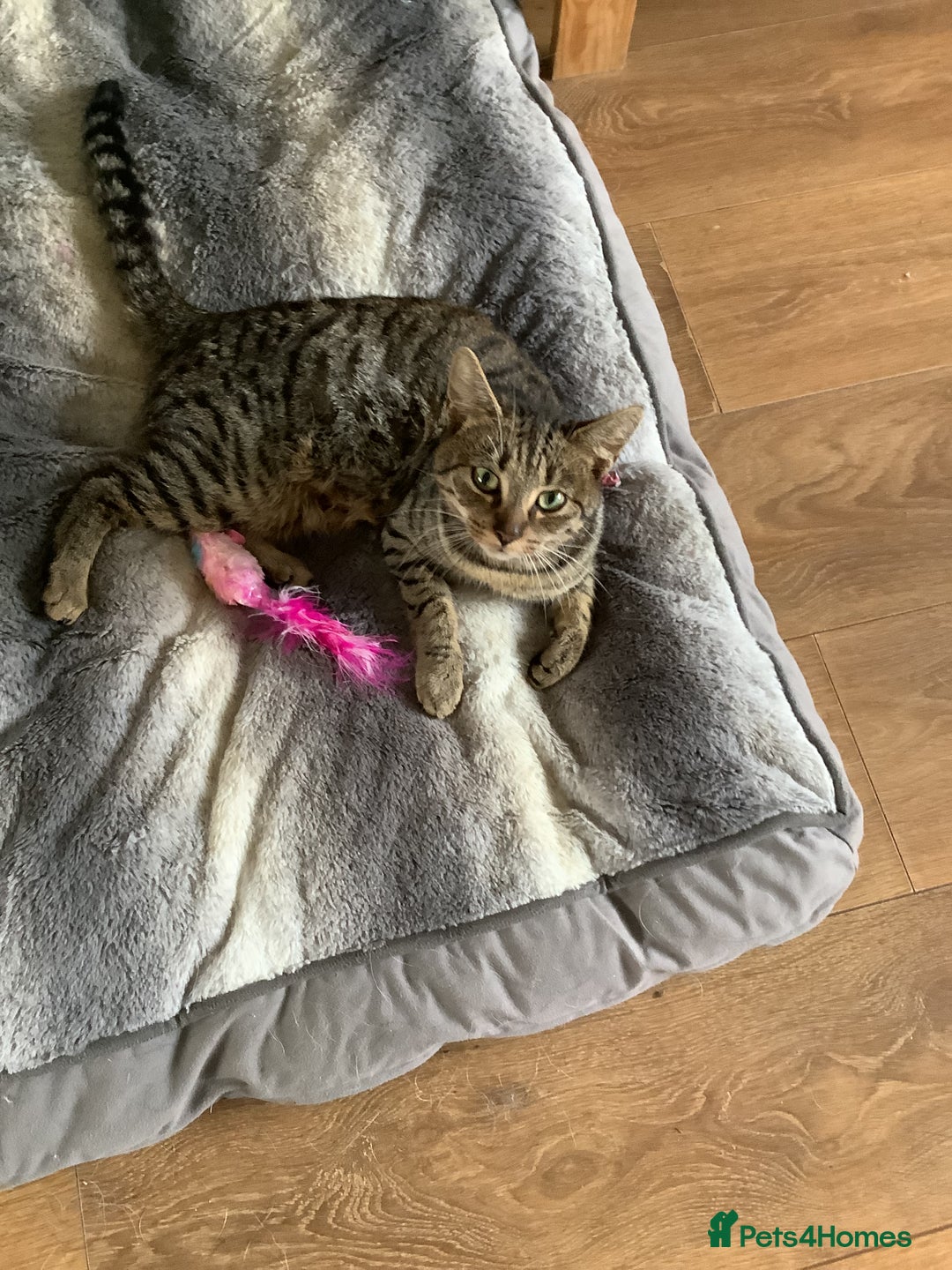 RagaMuffin cats for sale: 3 x girls for sale  - Advert 8