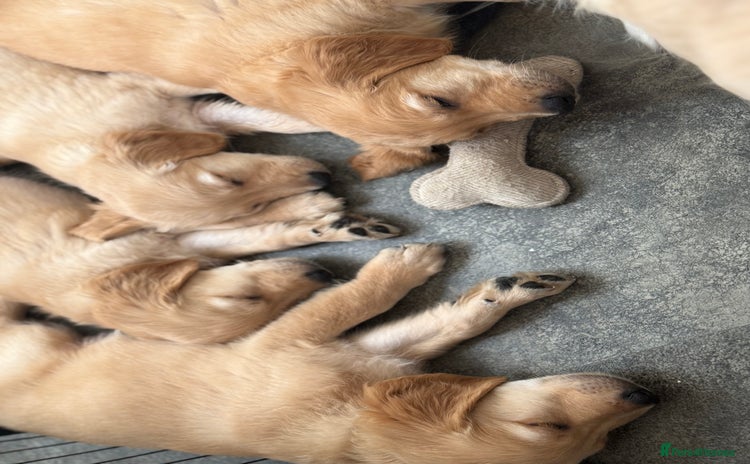 Golden Retriever dogs - Advert 2