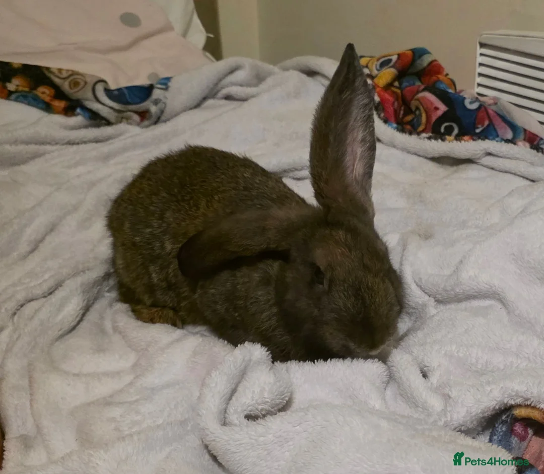 Mixed Breed rabbits for sale: Mixed giant breed rabbits  in London - Advert 2