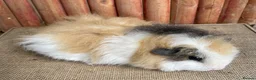 Guinea Pig rodents for sale: Satin baby boar. - Advert 3
