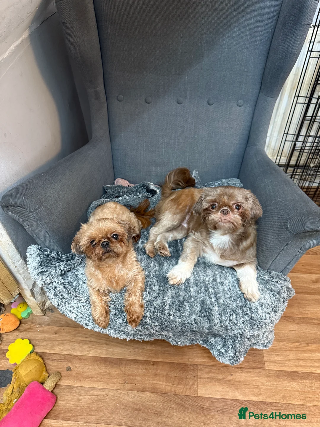 Shih Tzu dogs for sale: Tiny KC adult female  in Saint Helens - Advert 2