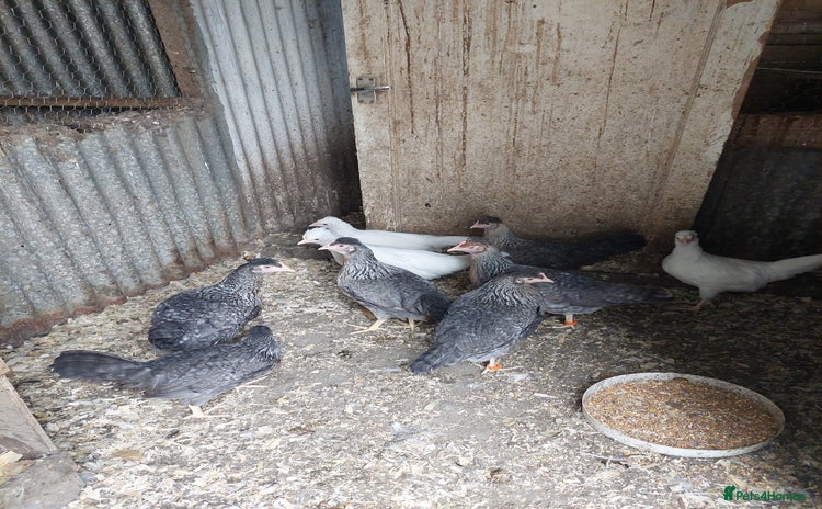 Chickens poultry - Advert 4