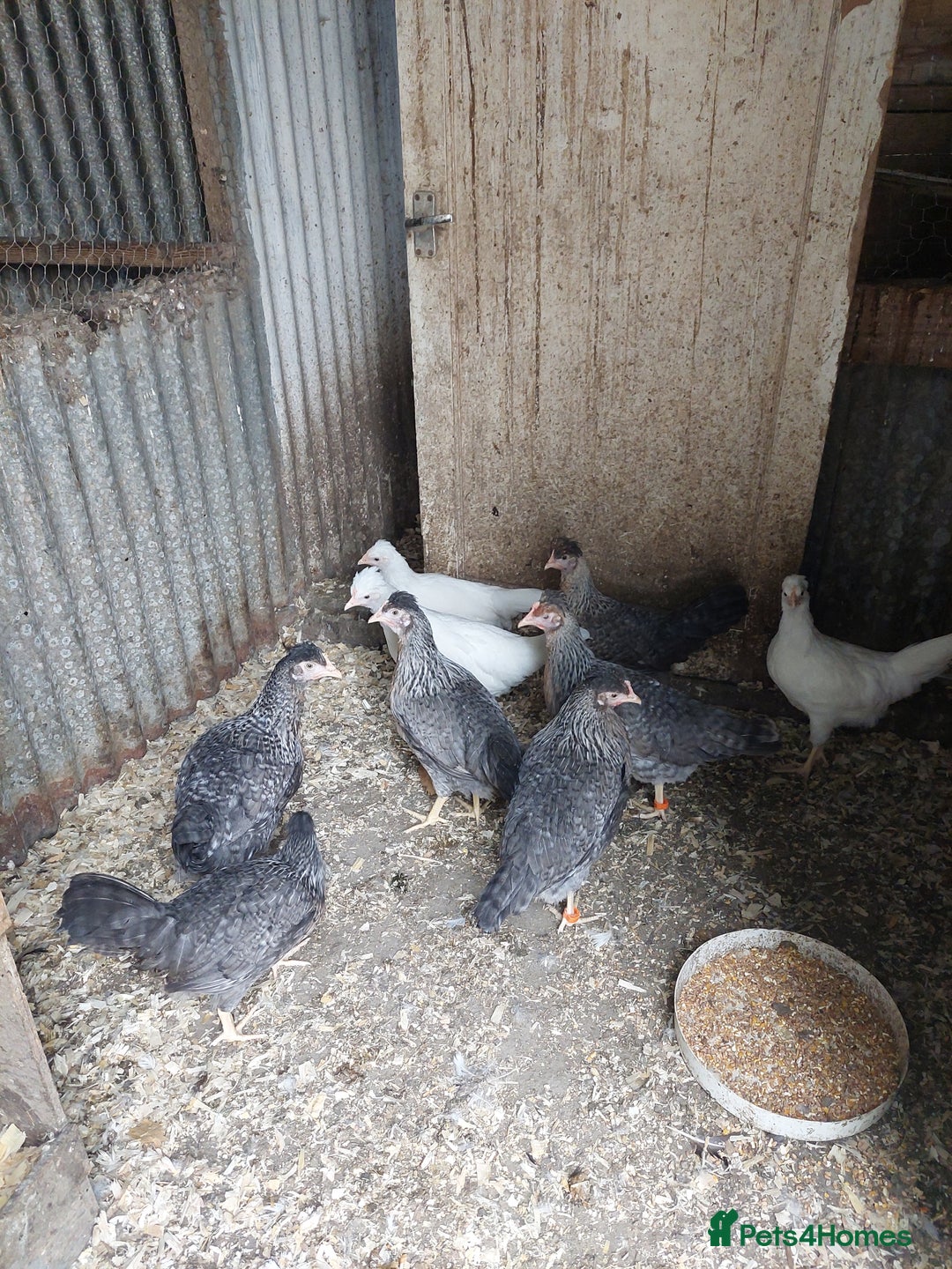 Chickens poultry for sale: Pol pullets - Image 1