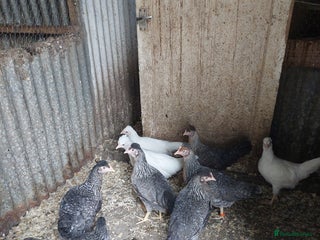 Chickens poultry - Advert 35